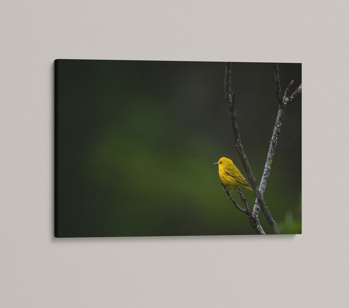Yellow Warbler Print, Photography Wall Art, New England Bird Decor