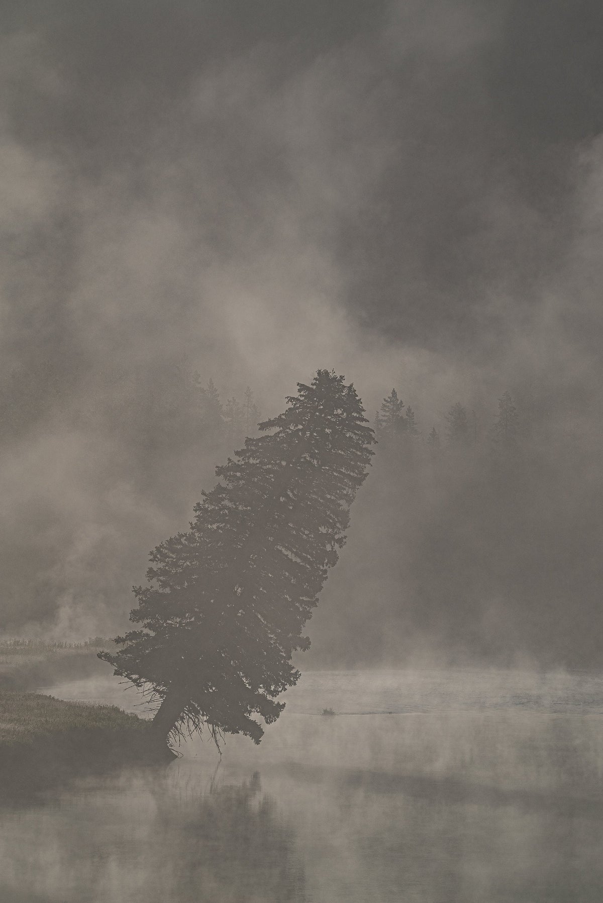 Yellowstone National Park Print, Leaning Tree Foggy Wyoming Wall Art
