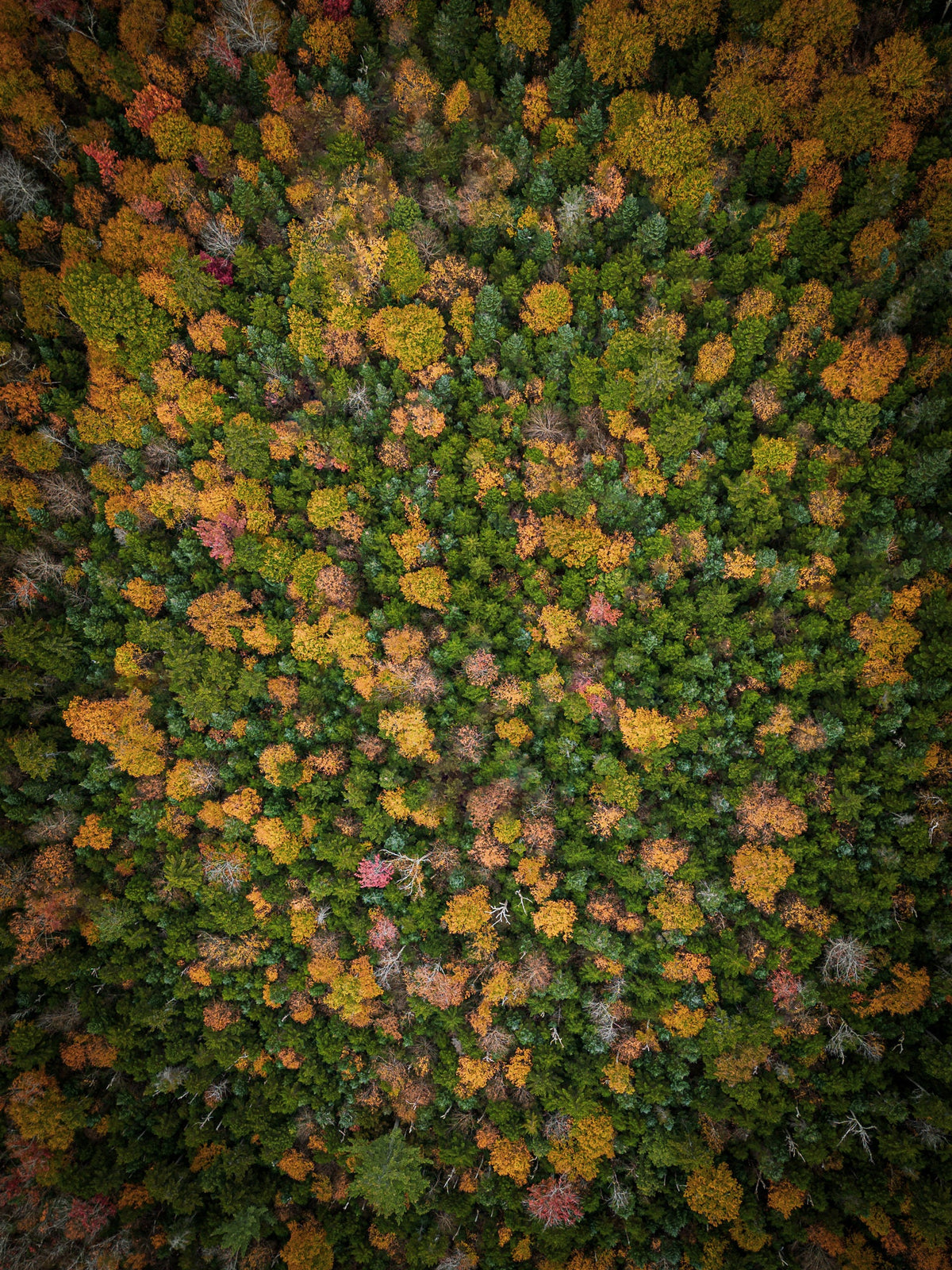 New Hampshire Fall Landscape, Crawford Notch Aerial Photo Prints
