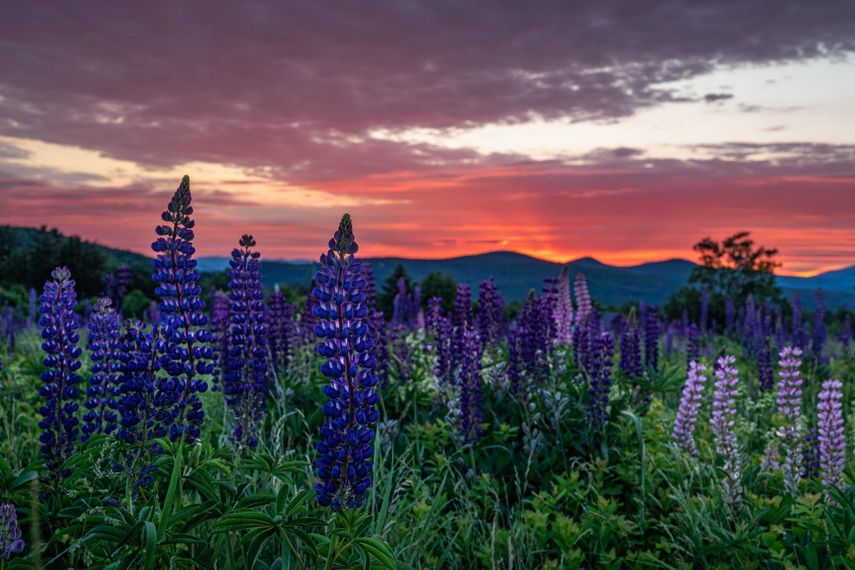 Photography print featuring Sugar Hill Lupine Sunrise, with purple lupines beneath a vivid pink-orange sky and distant mountain silhouettes.