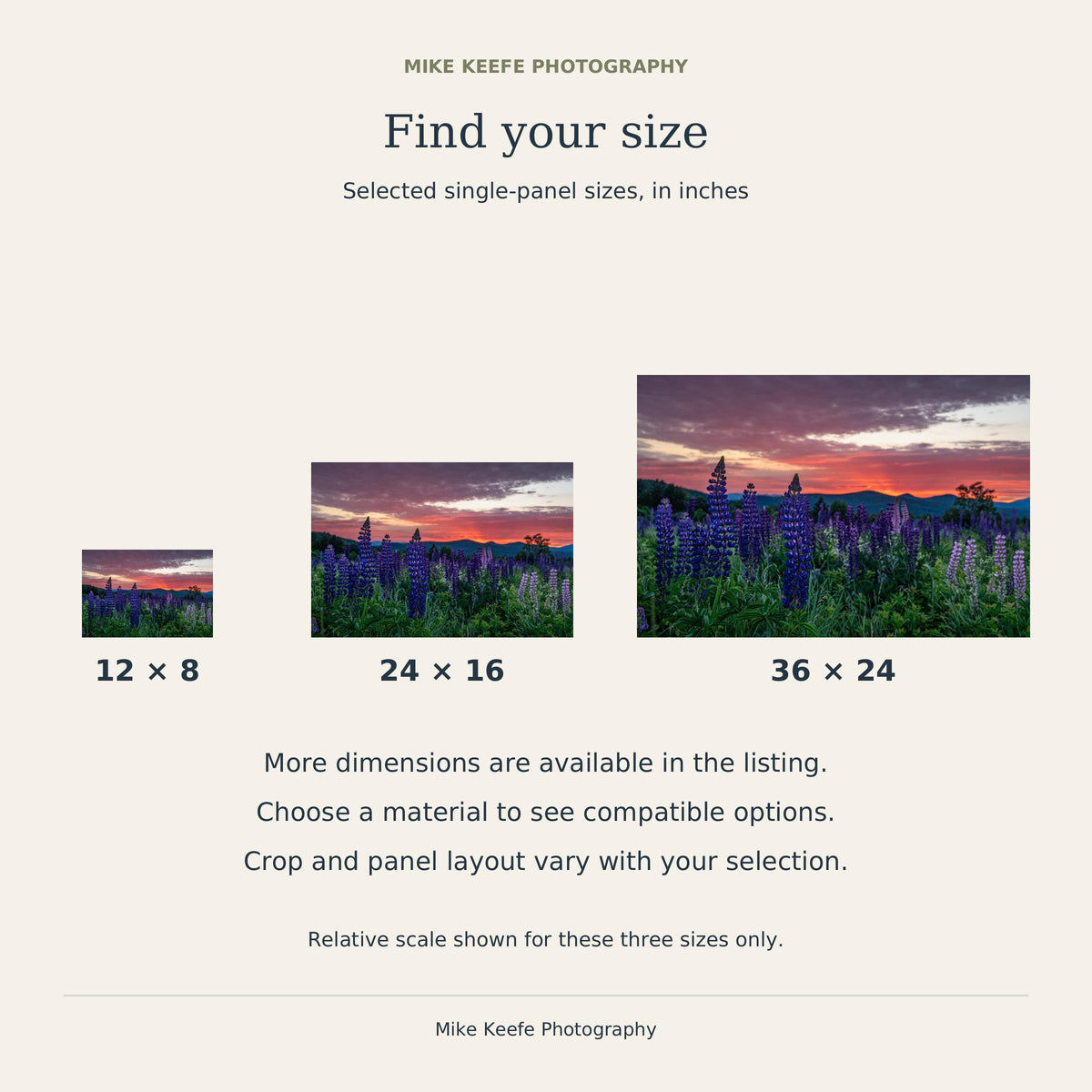 Sugar Hill Lupine Sunrise Photography Print, New Hampshire Wildflower Wall Art