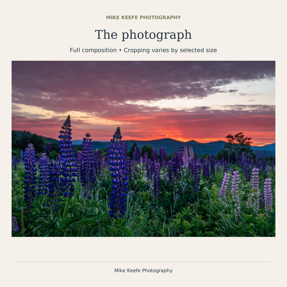 Sugar Hill Lupine Sunrise Photography Print, New Hampshire Wildflower Wall Art