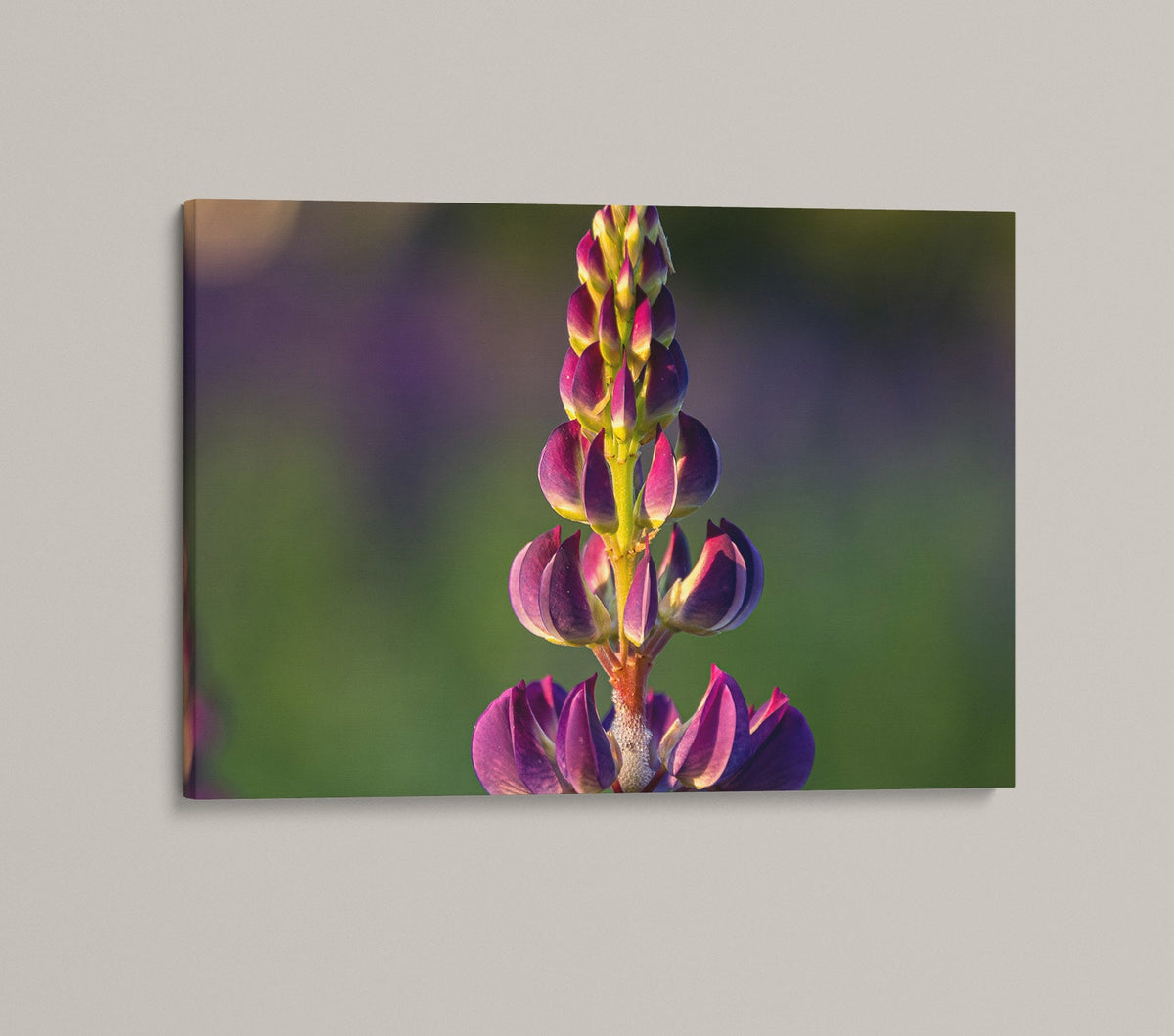 Lupine Photography Print, Sugar Hill NH Wildflower Wall Art