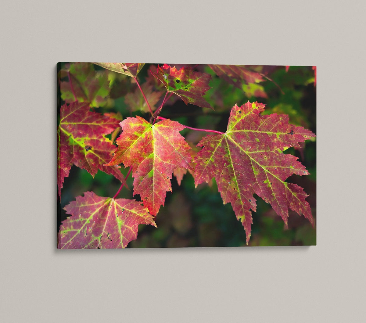 Red Maple Leaf Print, New England Fall Photography Wall Art Decor
