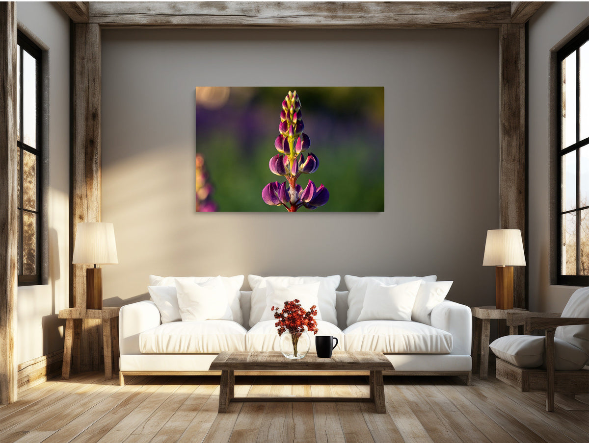 Lupine Photography Print, Sugar Hill NH Wildflower Wall Art