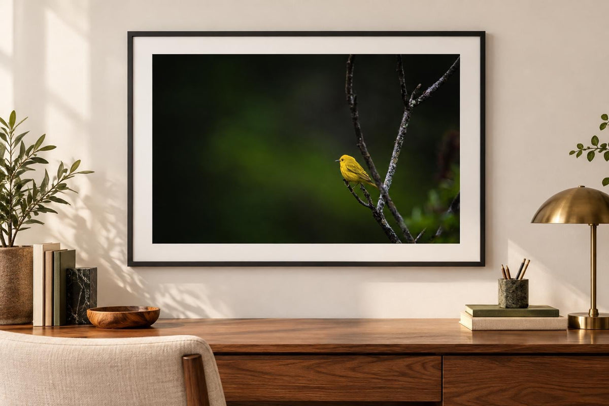 Yellow Warbler Print, Photography Wall Art, New England Bird Decor