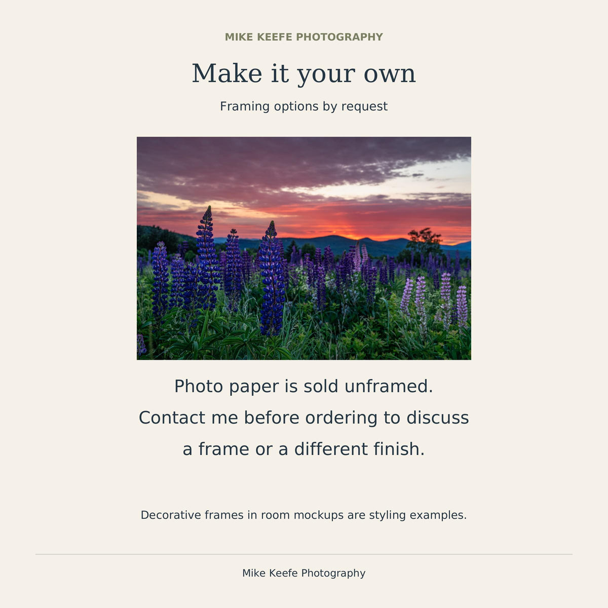 Sugar Hill Lupine Sunrise Photography Print, New Hampshire Wildflower Wall Art