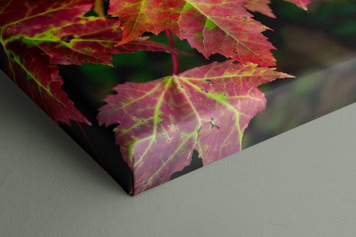 Red Maple Leaf Print, New England Fall Photography Wall Art Decor