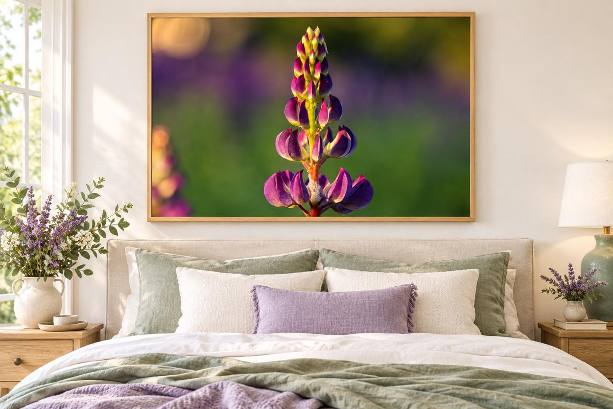 Lupine Photography Print, Sugar Hill NH Wildflower Wall Art