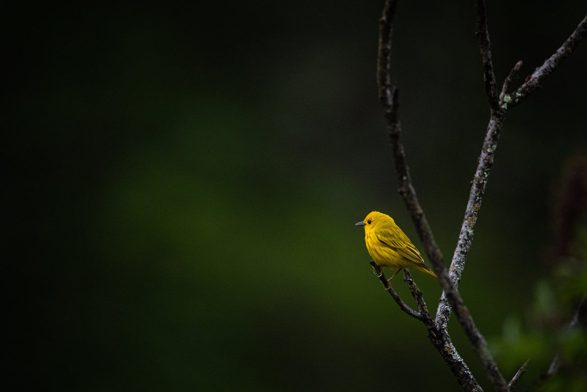 Yellow Warbler Print, Photography Wall Art, New England Bird Decor