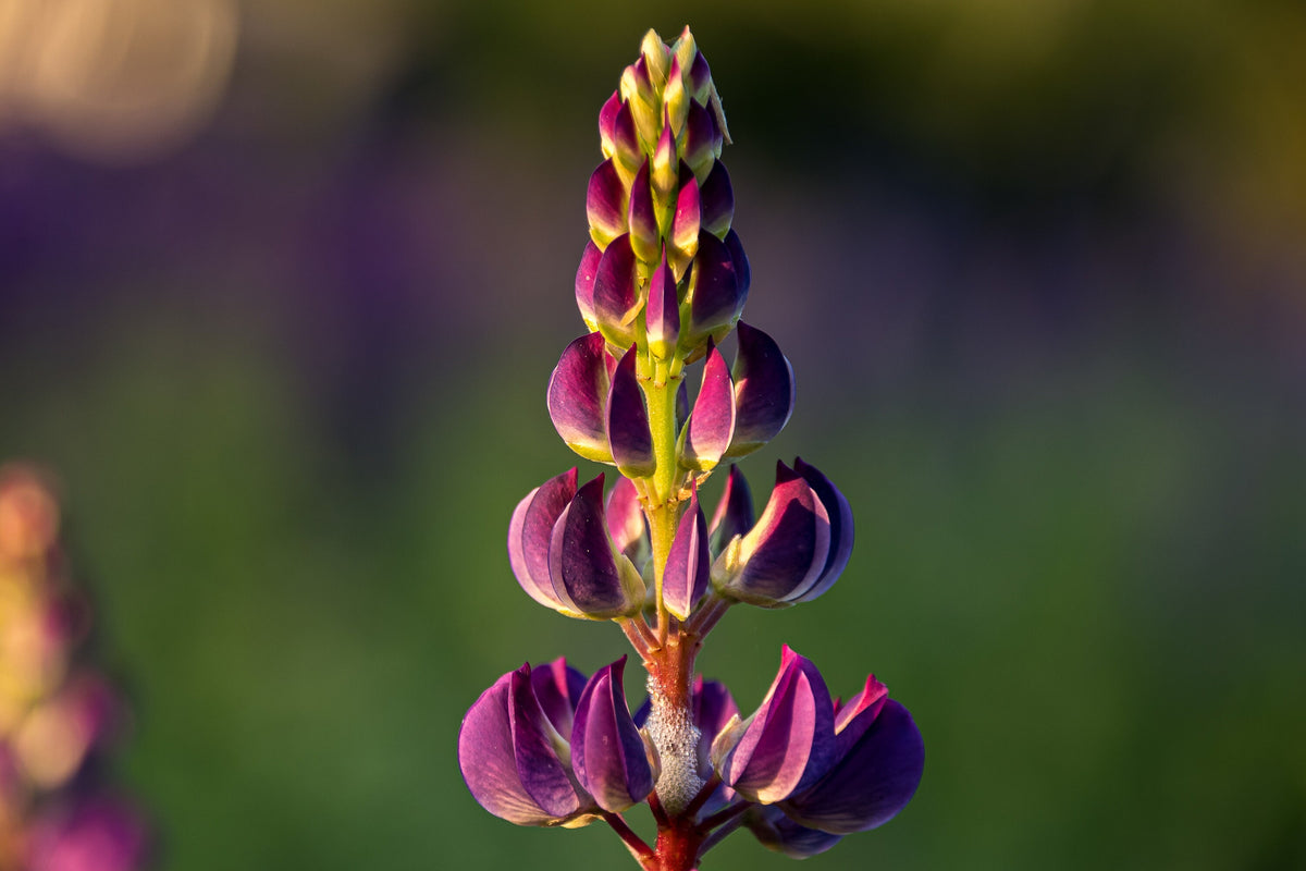 Lupine Photography Print, Sugar Hill NH Wildflower Wall Art