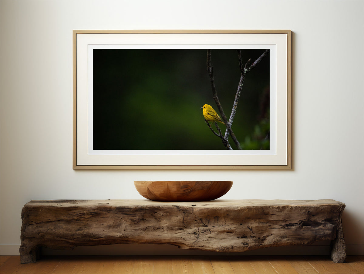 Yellow Warbler Print, Photography Wall Art, New England Bird Decor
