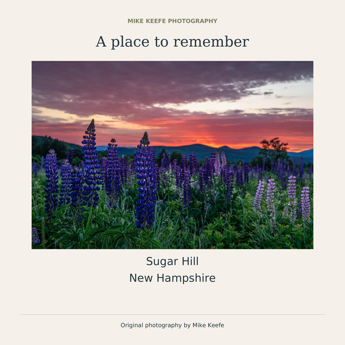 Sugar Hill Lupine Sunrise Photography Print, New Hampshire Wildflower Wall Art