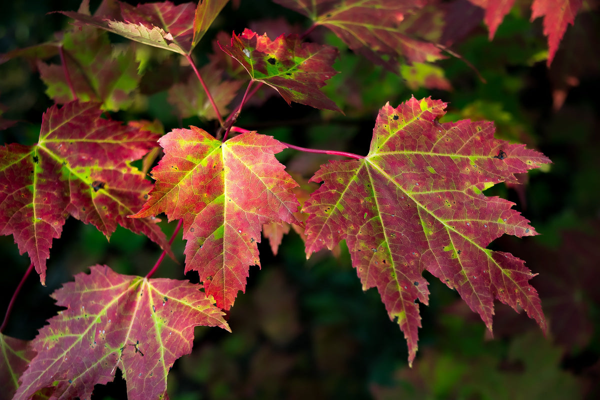 Red Maple Leaf Print, New England Fall Photography Wall Art Decor