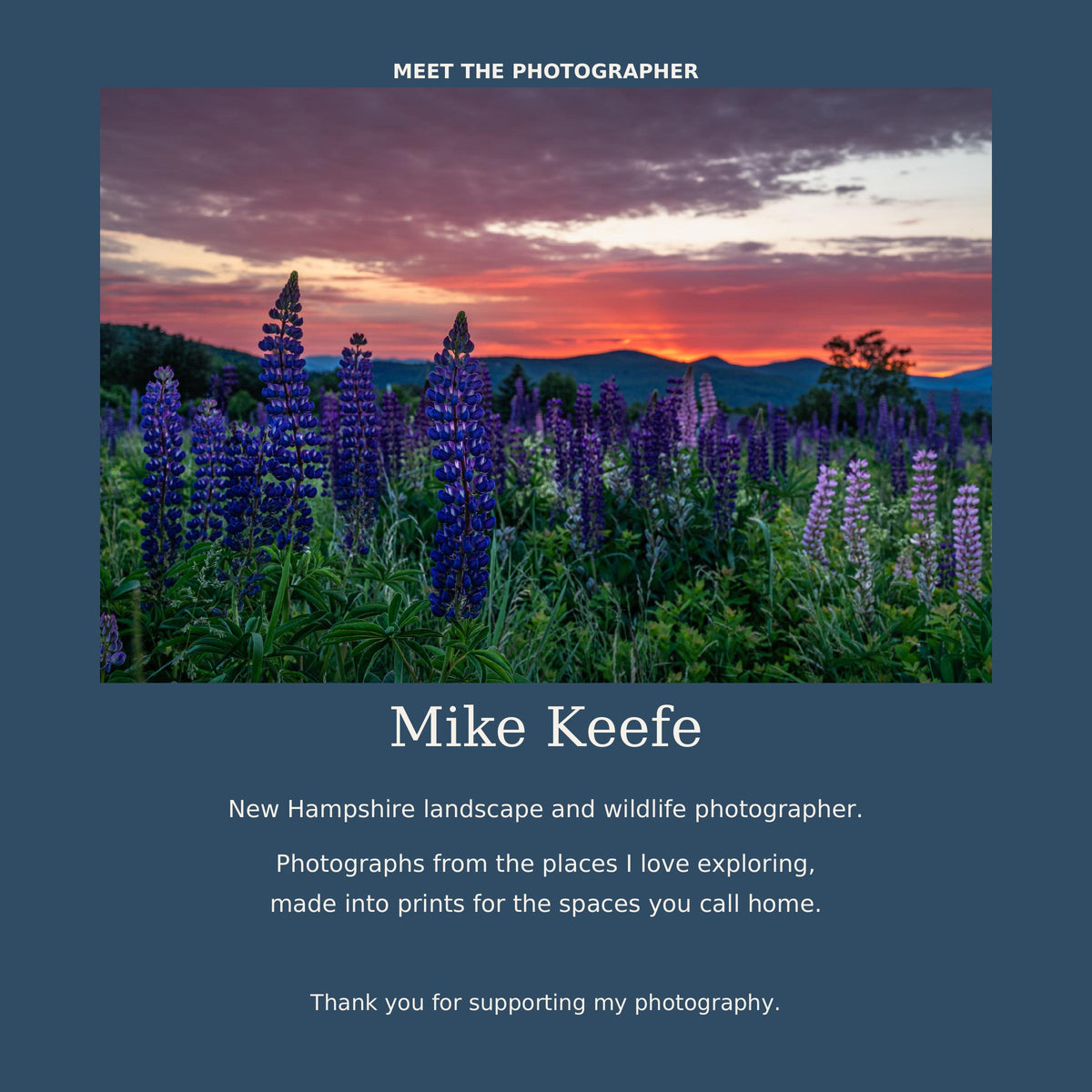 Sugar Hill Lupine Sunrise Photography Print, New Hampshire Wildflower Wall Art