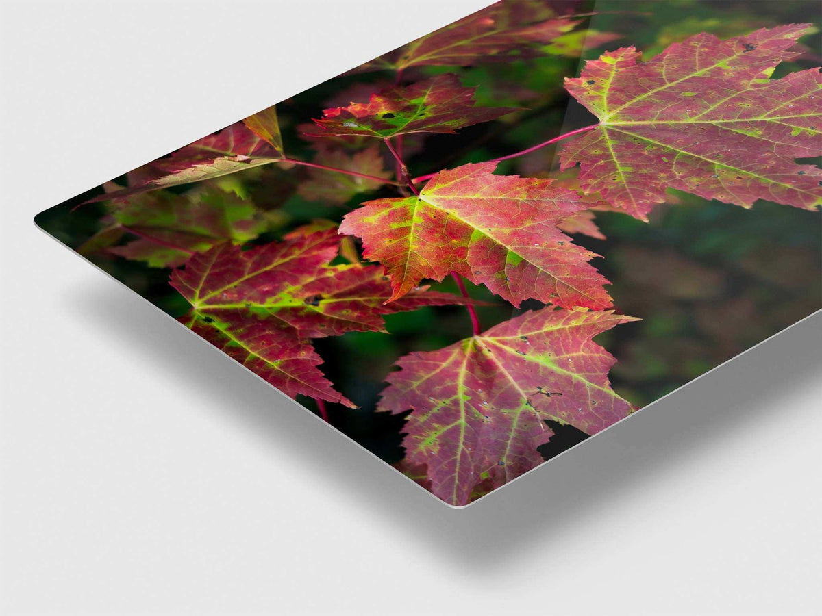 Red Maple Leaf Print on glossy metal, featuring overlapping red and magenta maple leaves with vivid green veins