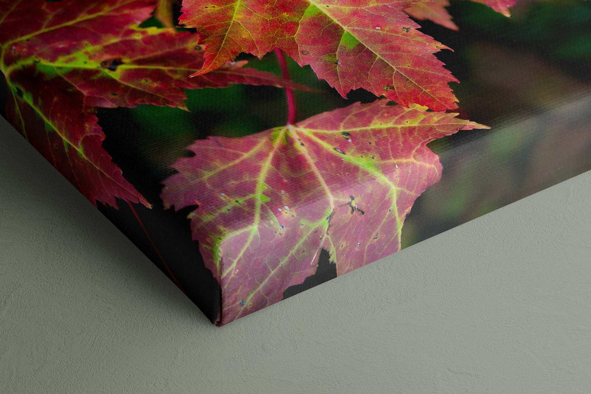 Red Maple Leaf Print featuring red and magenta maple leaves with bright green veins on a dark canvas