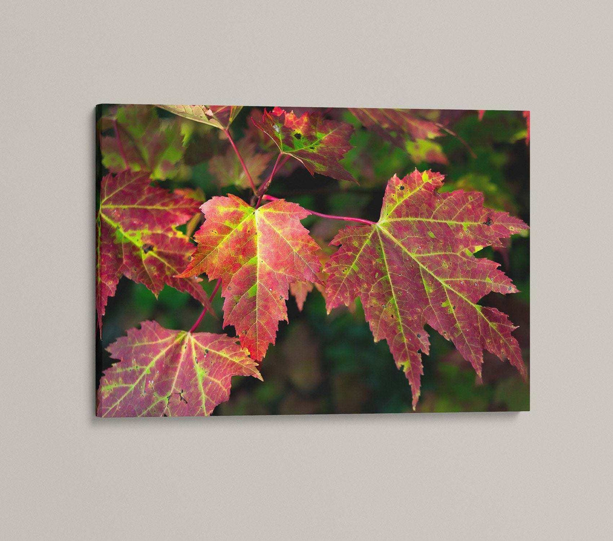 Red Maple Leaf Print with vivid red and green autumn leaves, showing delicate veins and natural foliage detail.