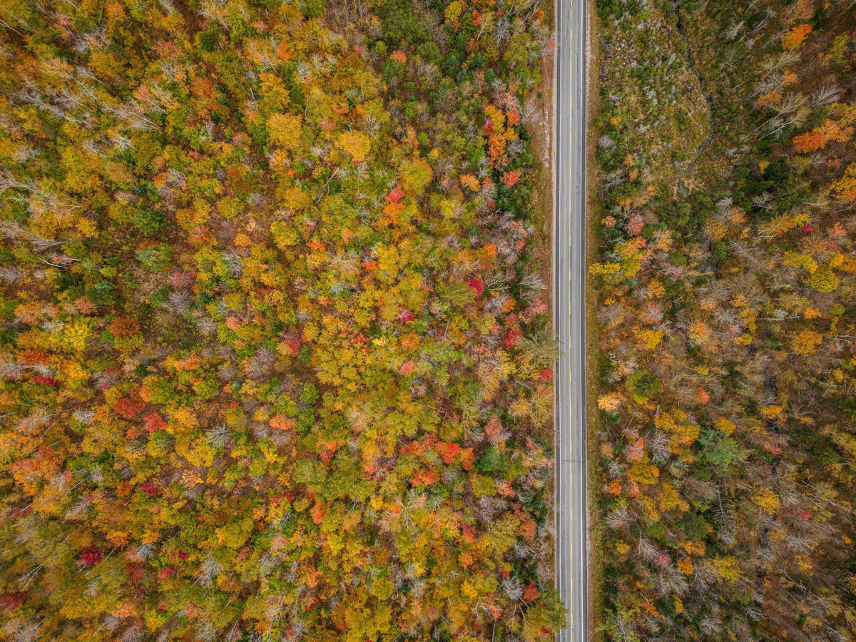 White Mountains Fall Print aerial landscape artwork with dense autumn forest in orange, red, gold, and green beside a road