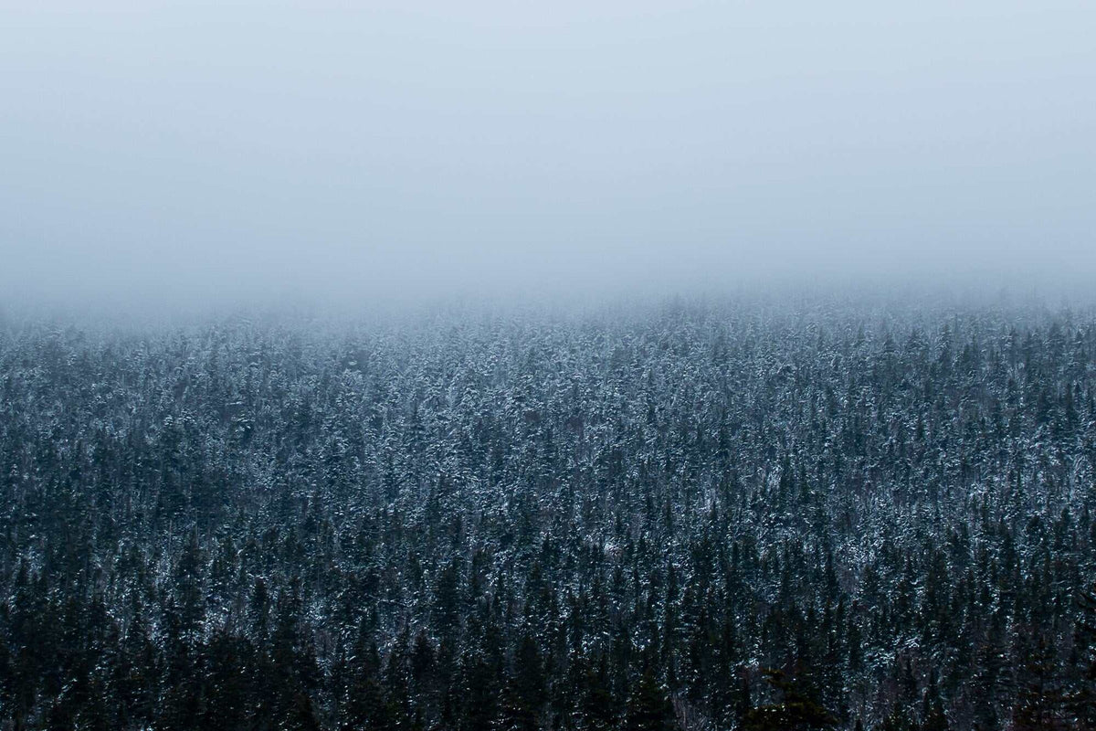 Winter Forest Wall Art print showing dense snow-dusted evergreen trees in cool blue-gray tones beneath soft mountain fog