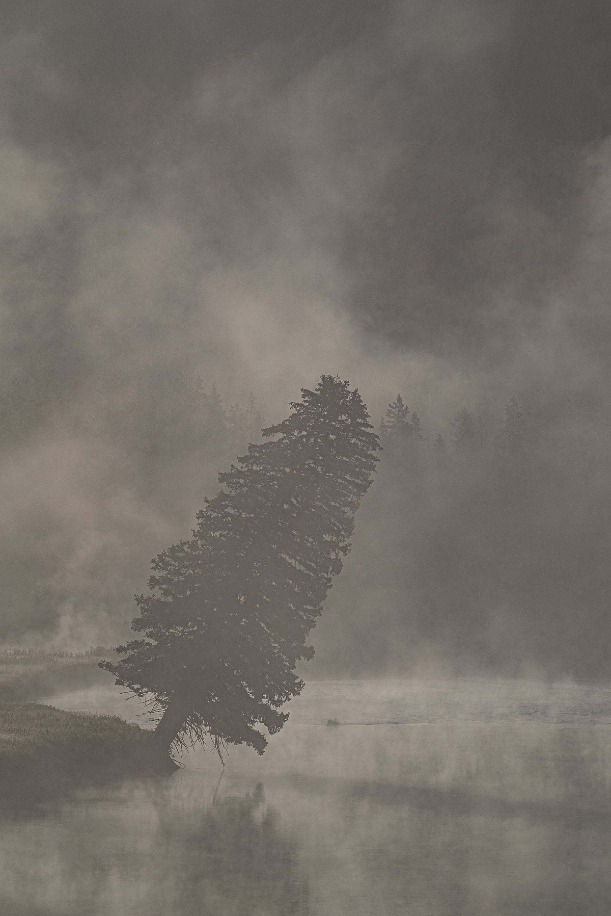 Yellowstone National Park Print featuring a dark leaning evergreen tree in a misty, muted gray landscape